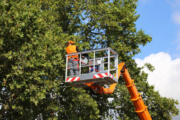 How Our Tree Care Process Works  in  Ellijay, GA