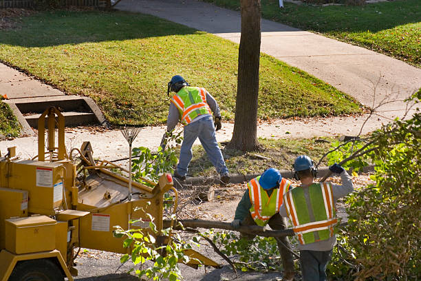 Lawn Watering Services in Ellijay, GA