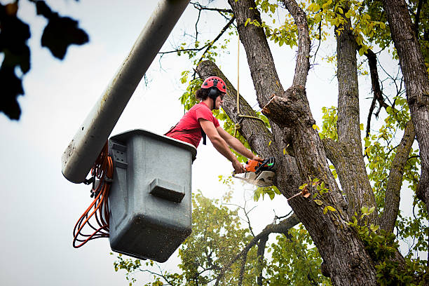 Professional Tree Services in Ellijay, GA